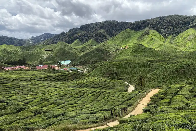 The Ultimate Guide To The 10 Best Day Trips from Kuala Lumpur (Local Expert Edition) 7 Panoramic view of Cameron Highlands tea plantations, a popular choice among the best day trips from KL.