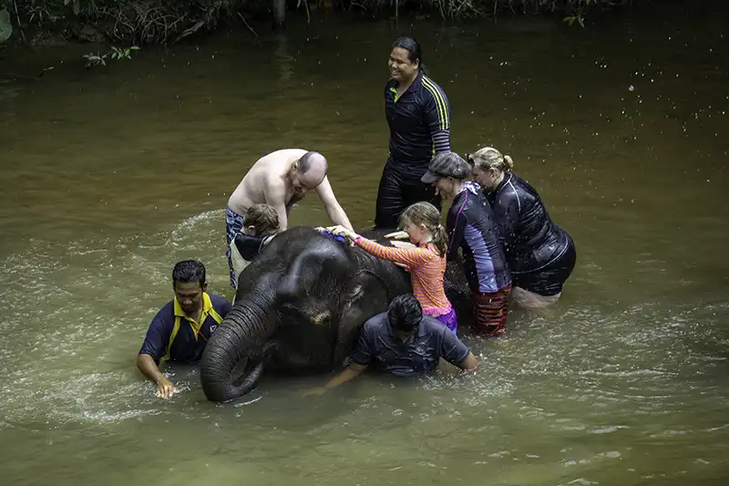 The Ultimate Guide To The 10 Best Day Trips from Kuala Lumpur (Local Expert Edition) 12 Visitors and staff bathing a young elephant in a shallow river at the Malaysia Elephant Sanctuary.