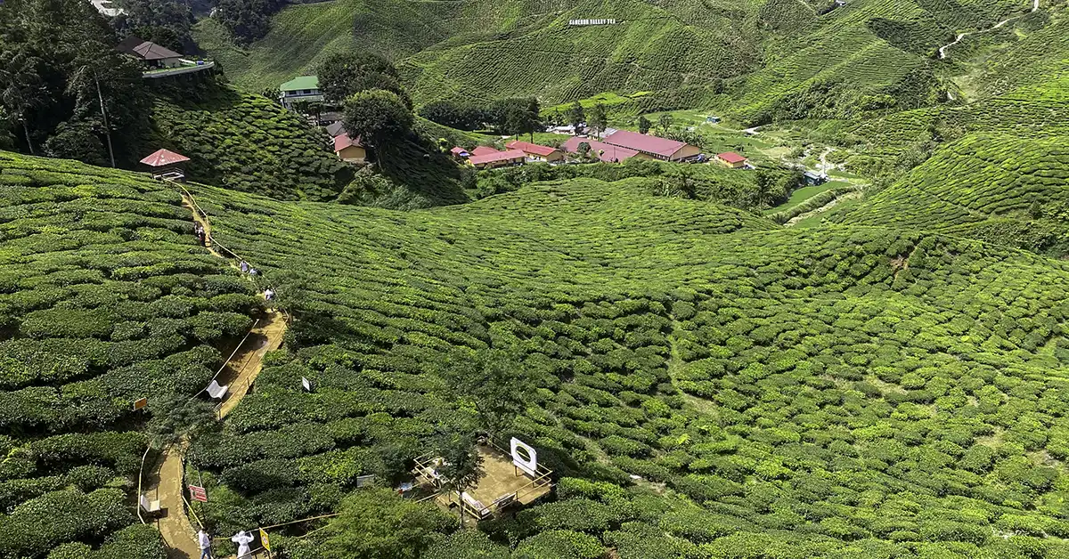 A wide view of tea plantations covering the hills with walking paths and small buildings in the distance.
