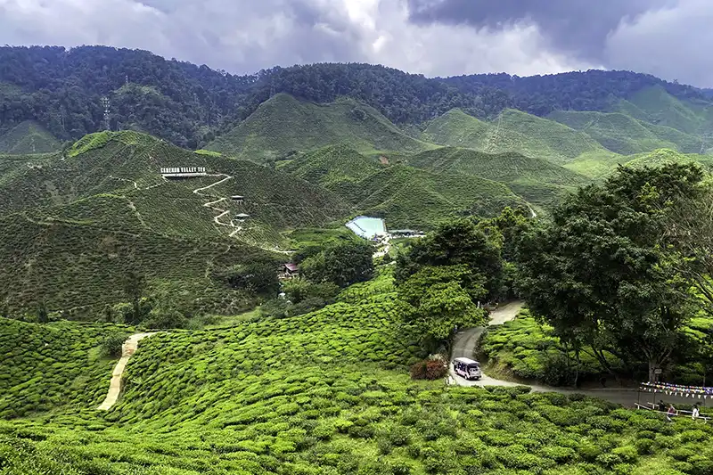 Cameron Valley Tea Plantation in Cameron Highlands, a popular stop during private transfer from Kuala Lumpur.